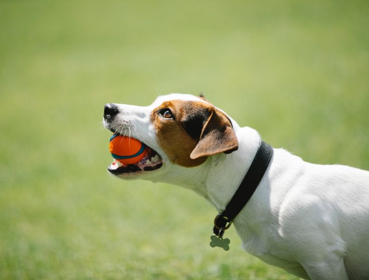 7 Steps To Mastering Bubble Theory Dog Training